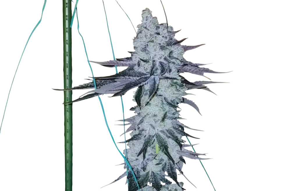 All The Sauces R1 | PHOTOFEM | Ethos Genetics