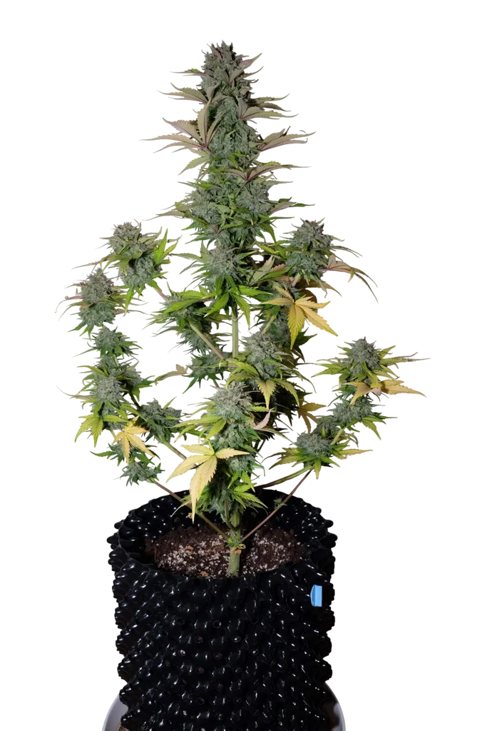 G14 Auto – Produktansicht