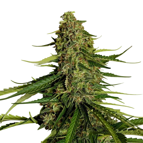 Gaia F1 Auto | AUTOFEM | Royal Queen Seeds