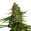 Gaia F1 Auto | AUTOFEM | Royal Queen Seeds