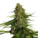 Gaia F1 Auto | AUTOFEM | Royal Queen Seeds