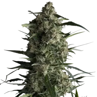 Galaxy CBD