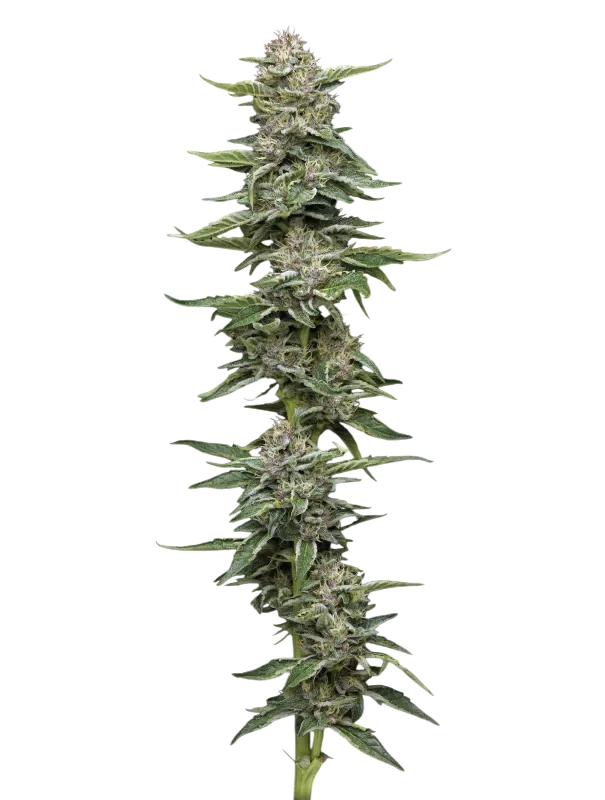 Garlic Budder | PHOTOFEM | Humboldt Seed Co.