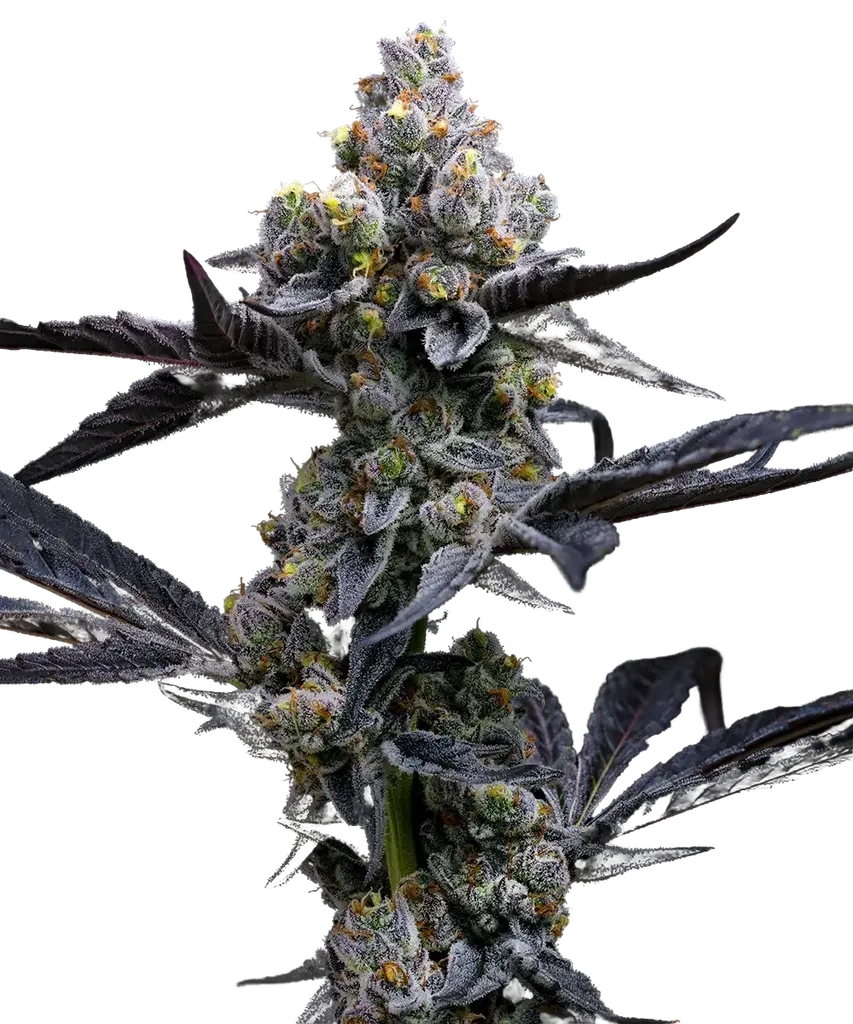 Garlic Cookies | PHOTOFEM | Barneys Farm