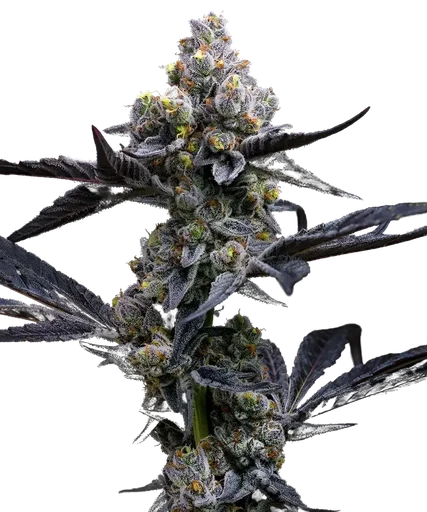 Garlic Cookies