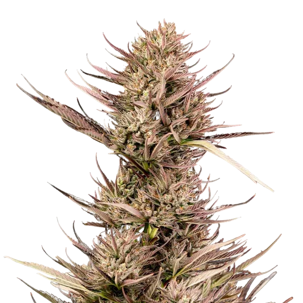 Garlic Muffin F1 Auto | AUTOFEM | Seedsman