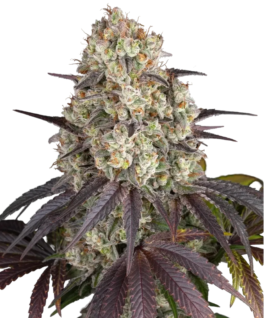 Gary Payton | PHOTOFEM | Barneys Farm