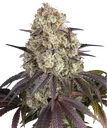 Gary Payton | PHOTOFEM | Barneys Farm