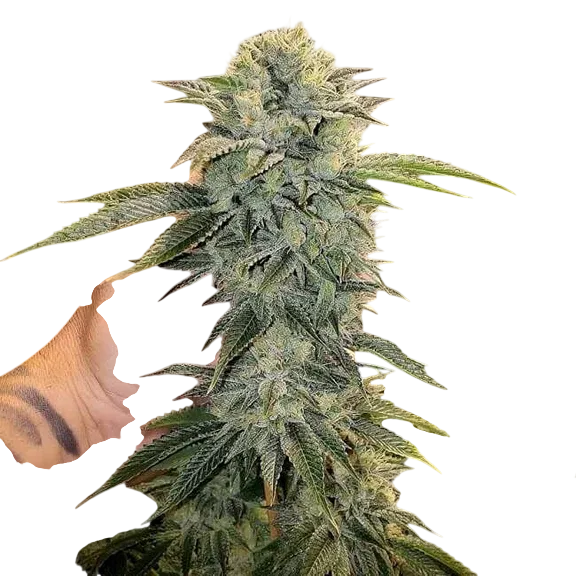 Geist OG FAST | PHOTOFEM | Humboldt Seed Org.