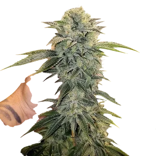 Geist OG FAST
