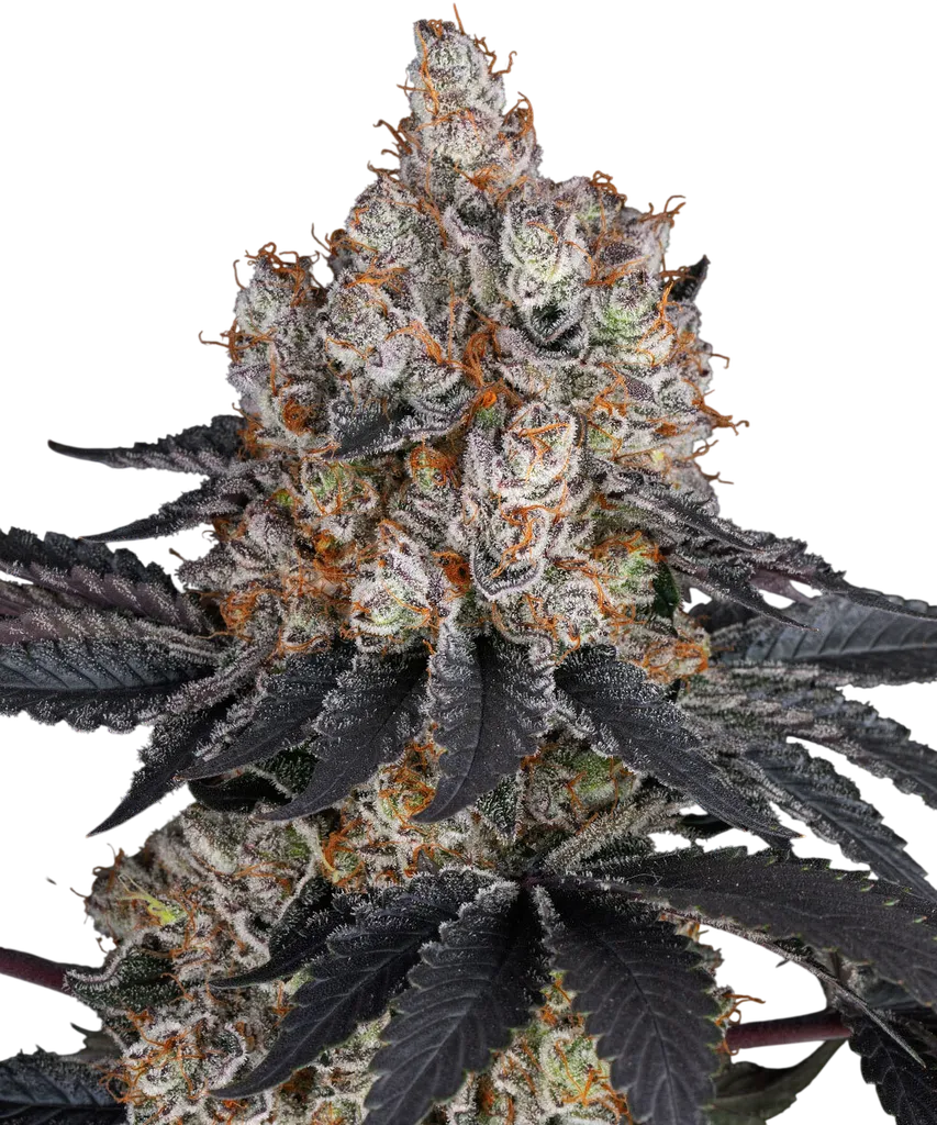 Gelato | PHOTOFEM | Barneys Farm