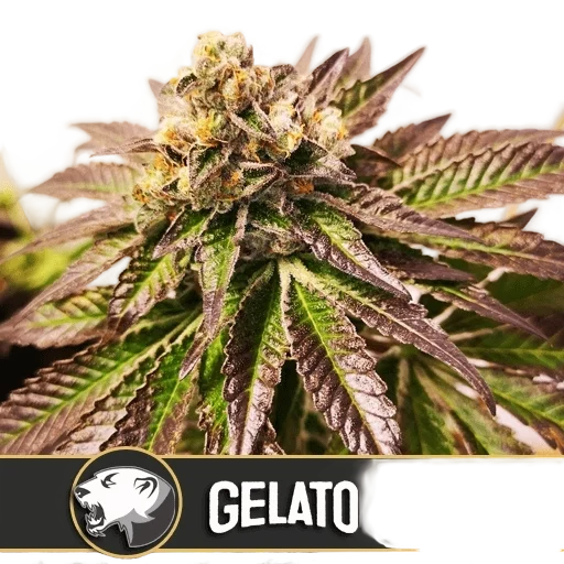 Gelato | PHOTOFEM | Blimburn Seeds