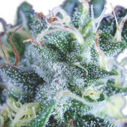 Gelato Auto