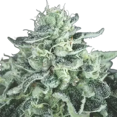 Gelato