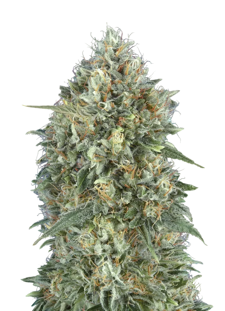 Gelato #33 Auto | AUTOFEM | Advanced Seeds