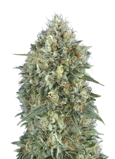 Gelato #33 Auto