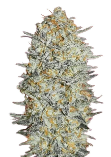 Gelato #33 | PHOTOFEM | Advanced Seeds