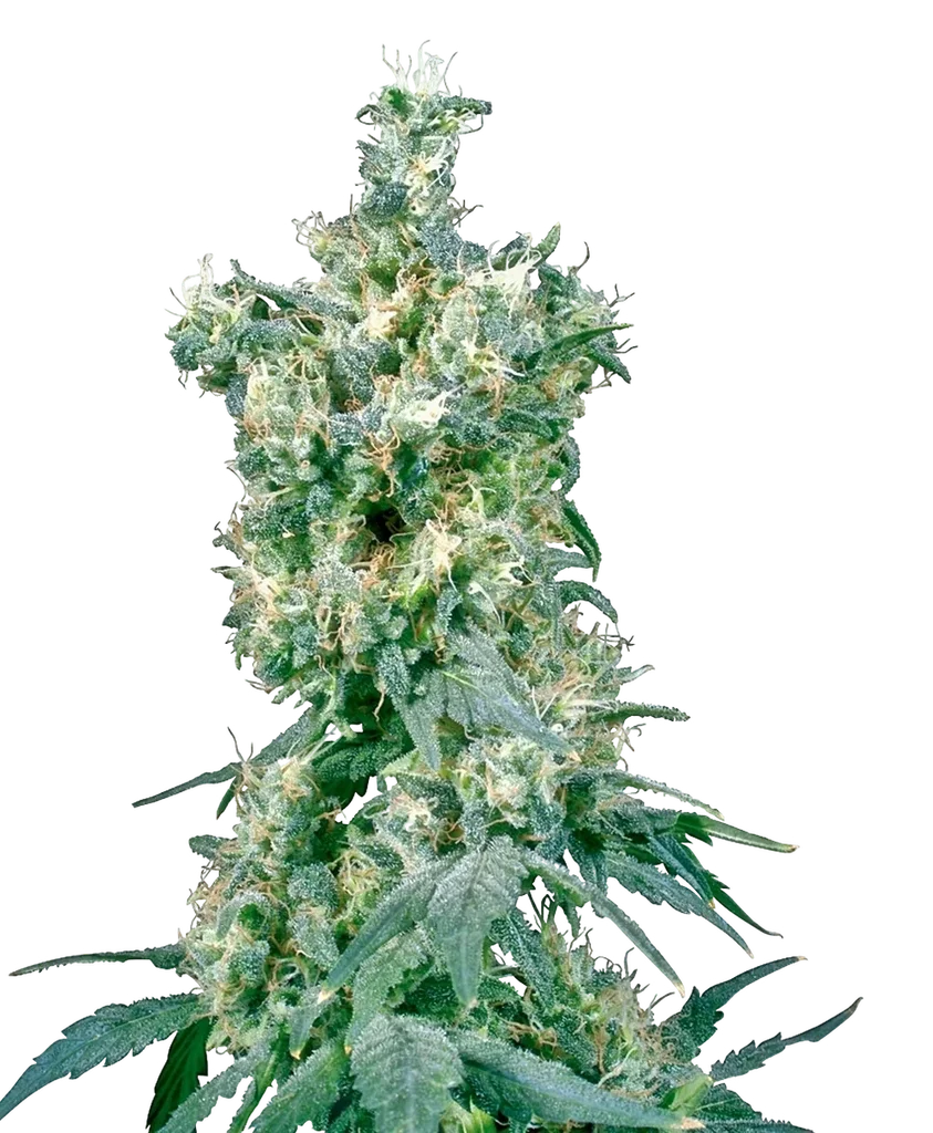 American Dream | PHOTOREG | Sensi Seeds