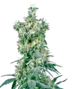 American Dream | PHOTOREG | Sensi Seeds
