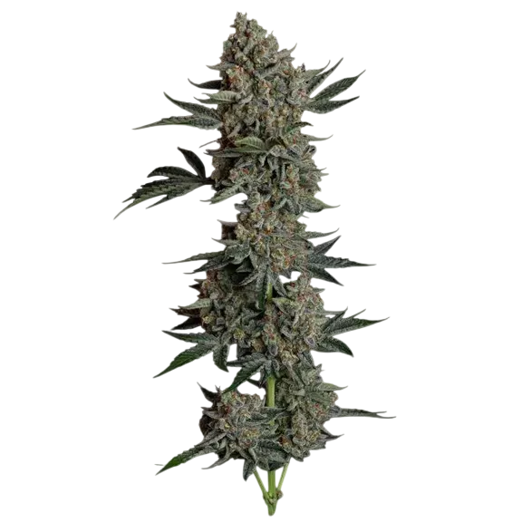 Gelato 41 BX Auto | AUTOFEM | Seedsman