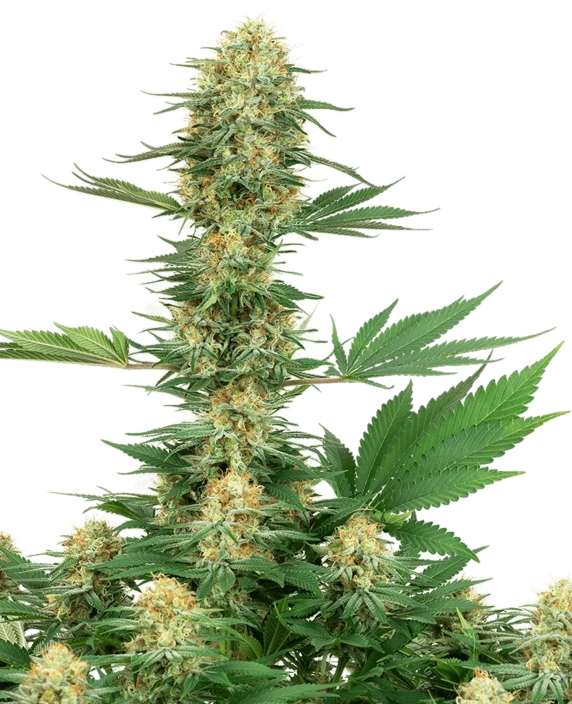 Gelato #420 | PHOTOFEM | White Label Seed Company