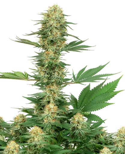 Gelato #420
