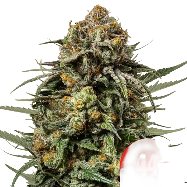 Gelato 44 | PHOTOFEM | Royal Queen Seeds