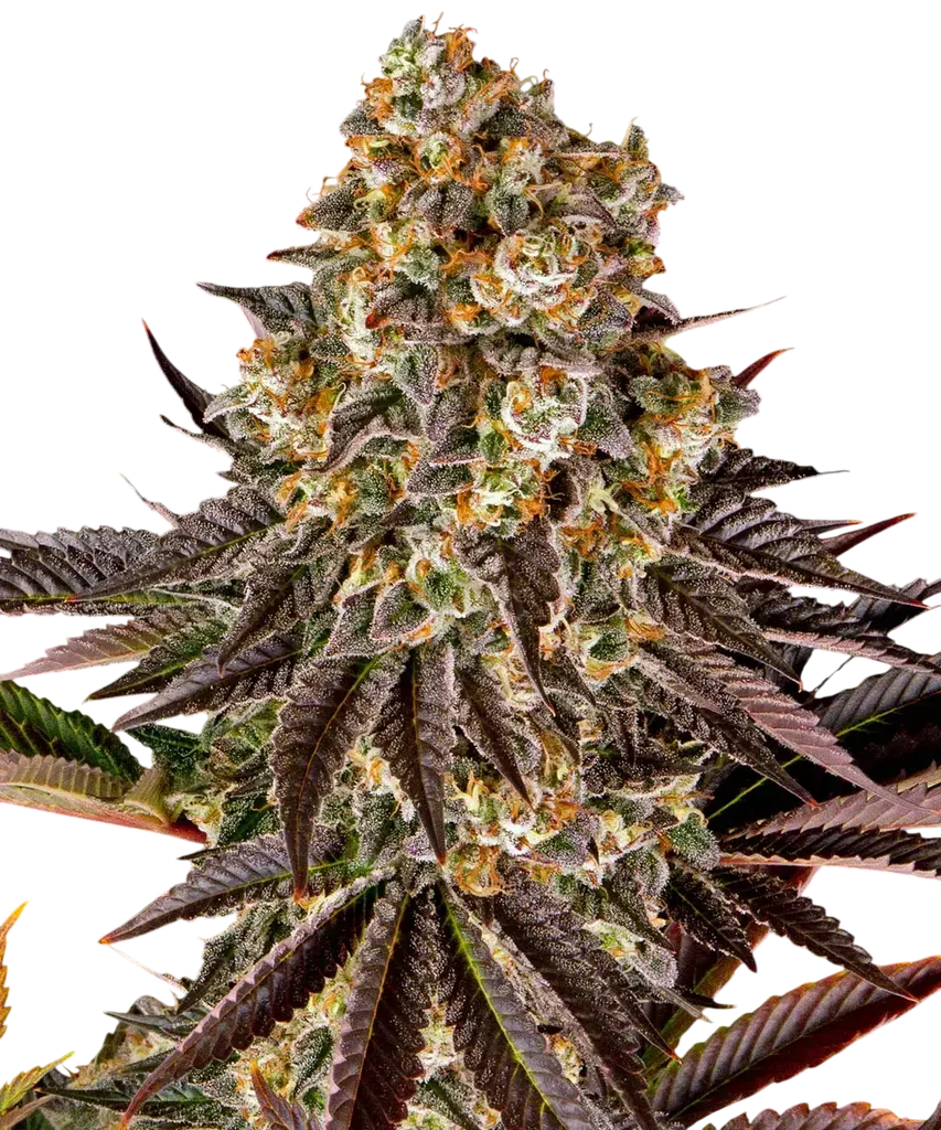 Gelato 45 | PHOTOFEM | Barneys Farm