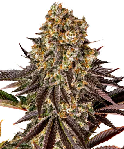 Gelato 45