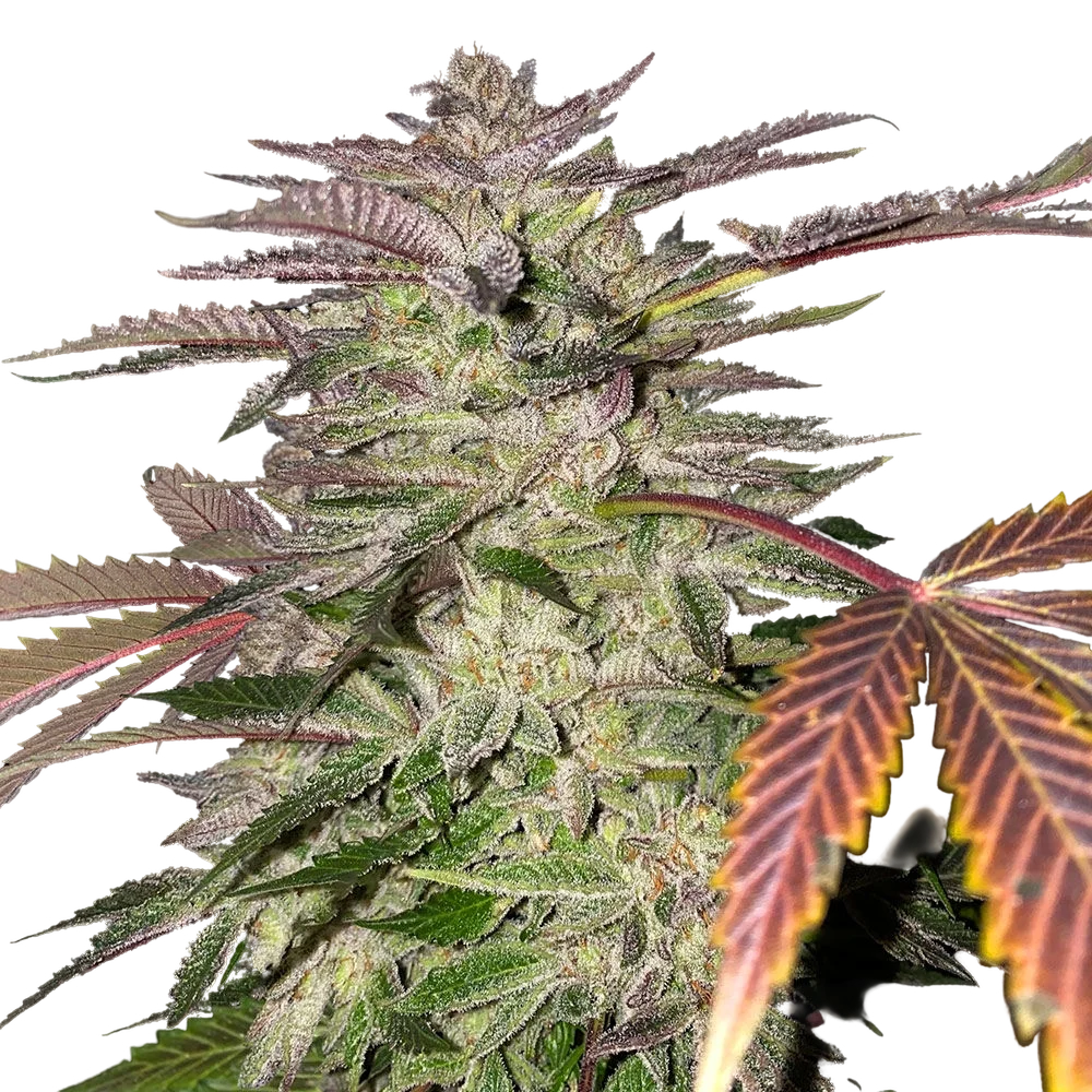 Gelato Cake – Produktansicht