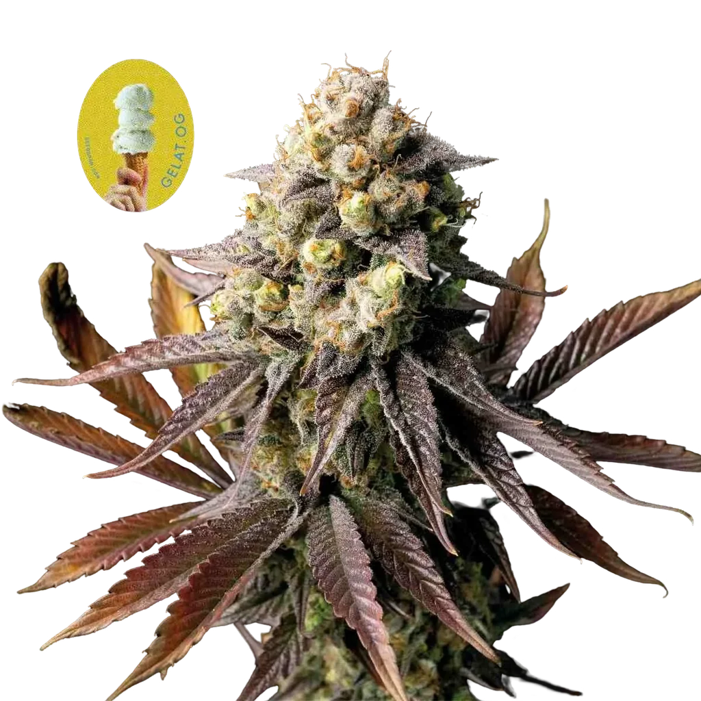 Gelat.OG – Produktansicht