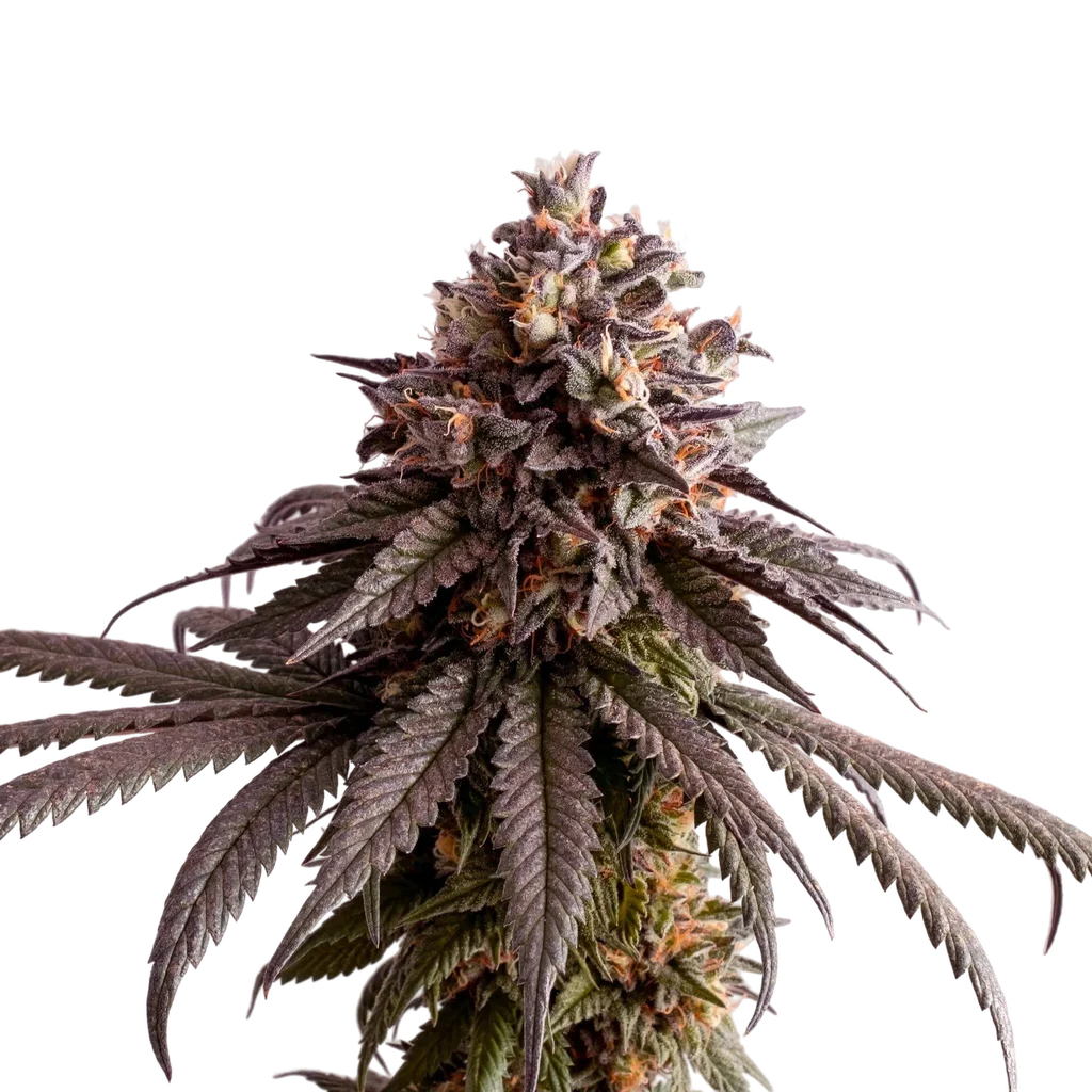 Gelato-K | PHOTOFEM | Kannabia Seeds