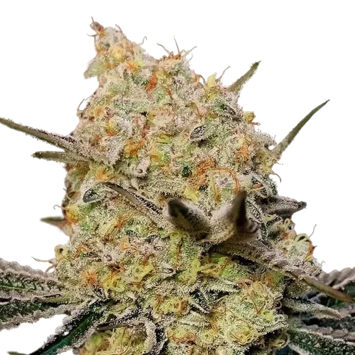 Gelato Mint