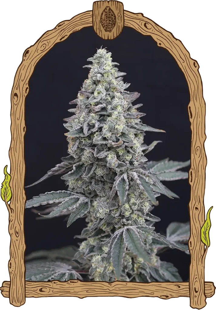 Georgia Cream Auto | AUTOFEM | Exotic Seed