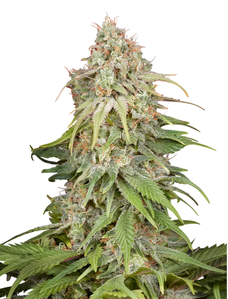 GH Amnesia | PHOTOFEM | Greenhouse Seed Co.
