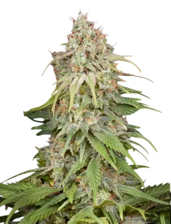 GH Amnesia | PHOTOFEM | Greenhouse Seed Co.