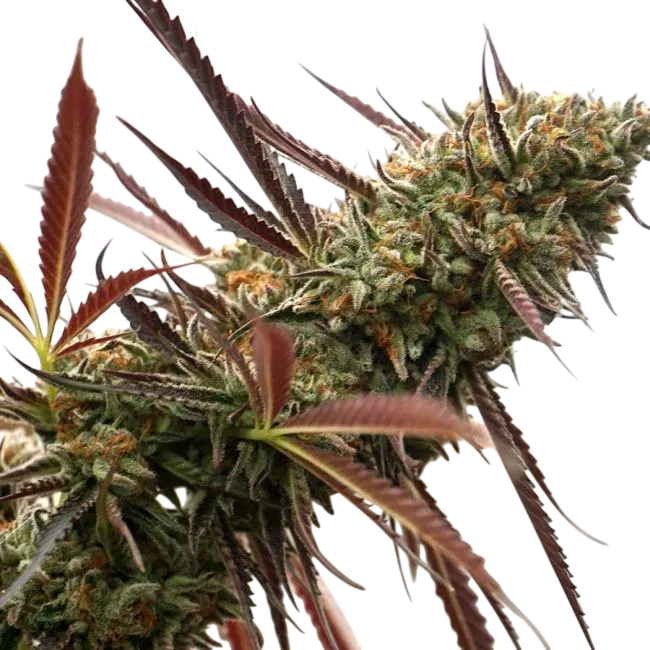 Ghost of NYC | PHOTOFEM | Humboldt Seed Org.
