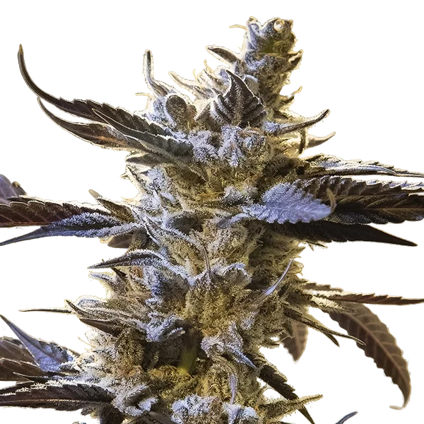 Ghost Train OG Auto | AUTOFEM | High Speed Buds