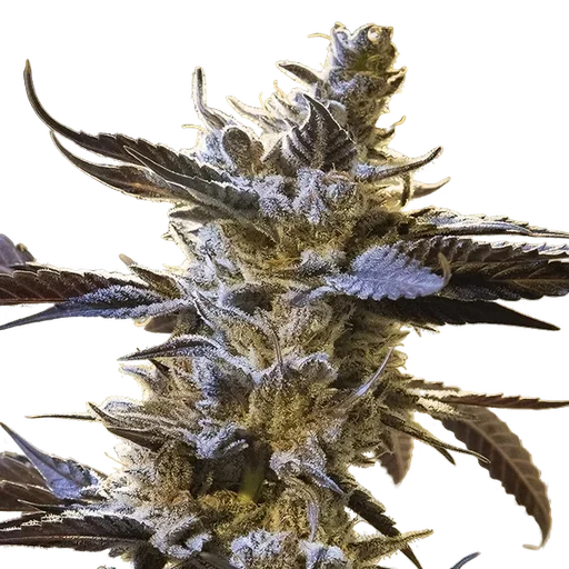 Ghost Train OG Auto