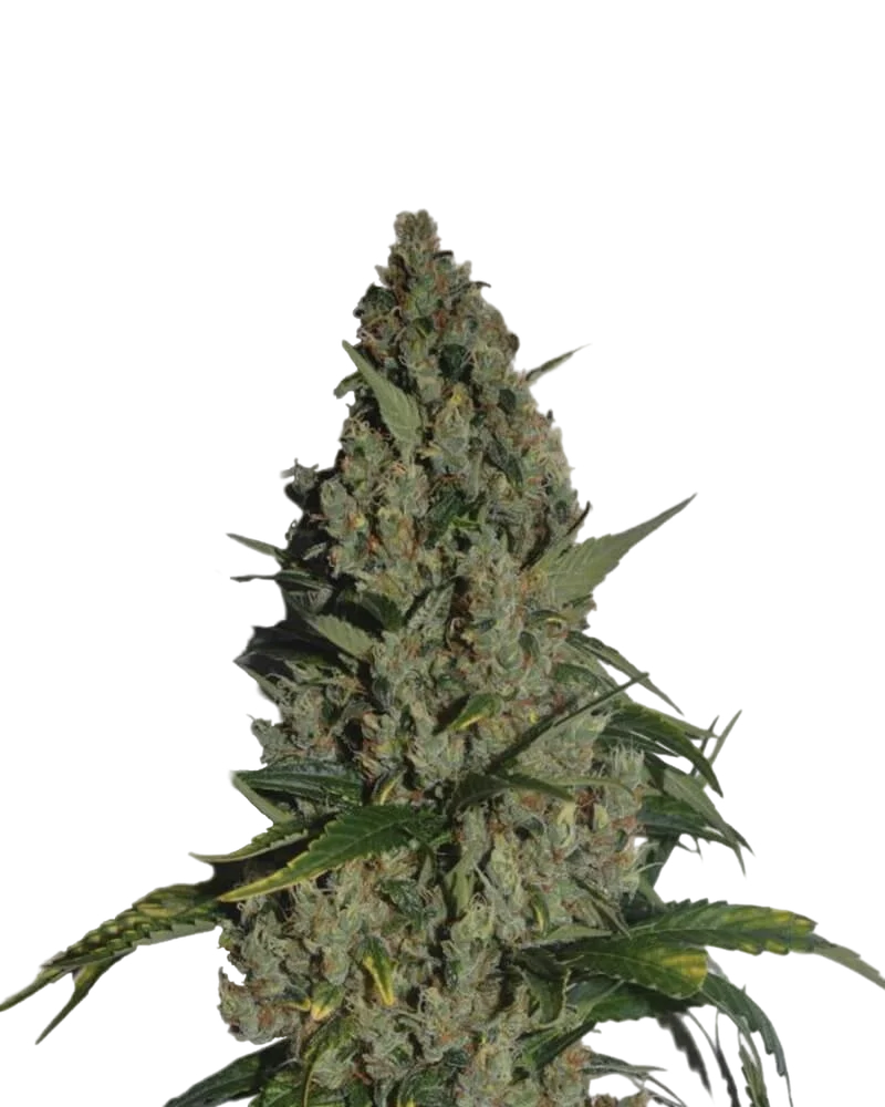 Amnesia | PHOTOFEM | Nirvana Seeds