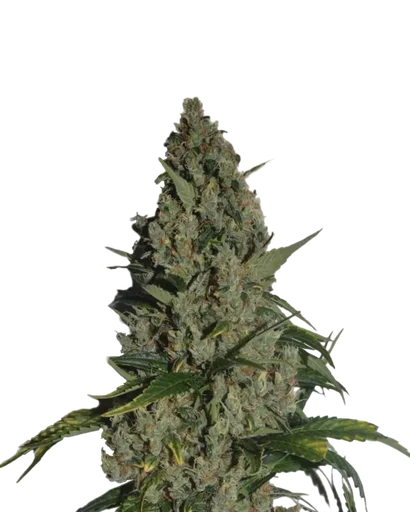 Amnesia