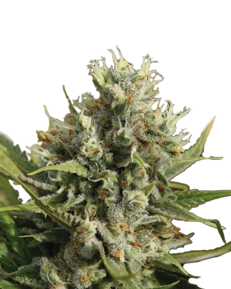 Amnesia Auto | AUTOFEM | Nirvana Seeds