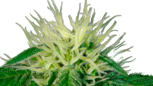 Ginger Punch (Hobbit) Auto