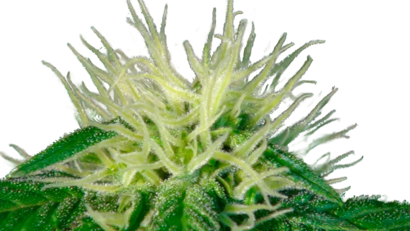 Ginger Punch (Hobbit) Auto | AUTOFEM | Kannabia Seeds