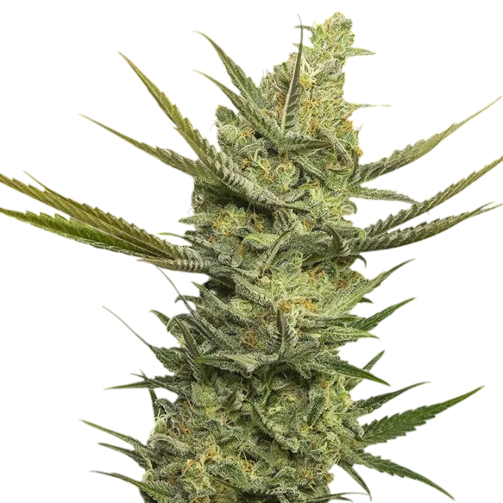 Gipsy Haze | PHOTOFEM | Eva Seeds