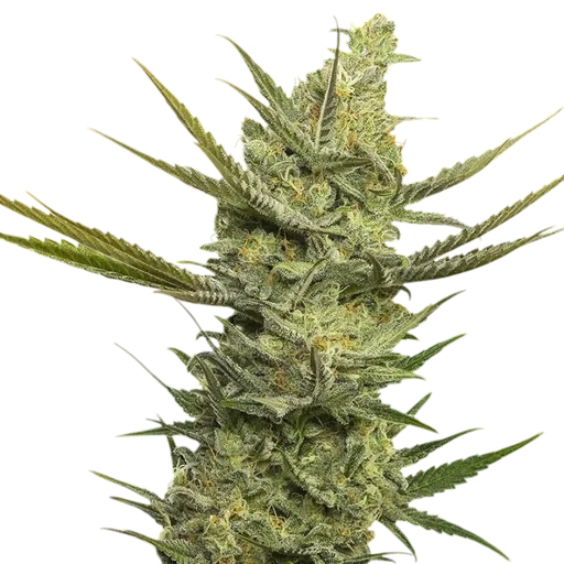 Gipsy Haze