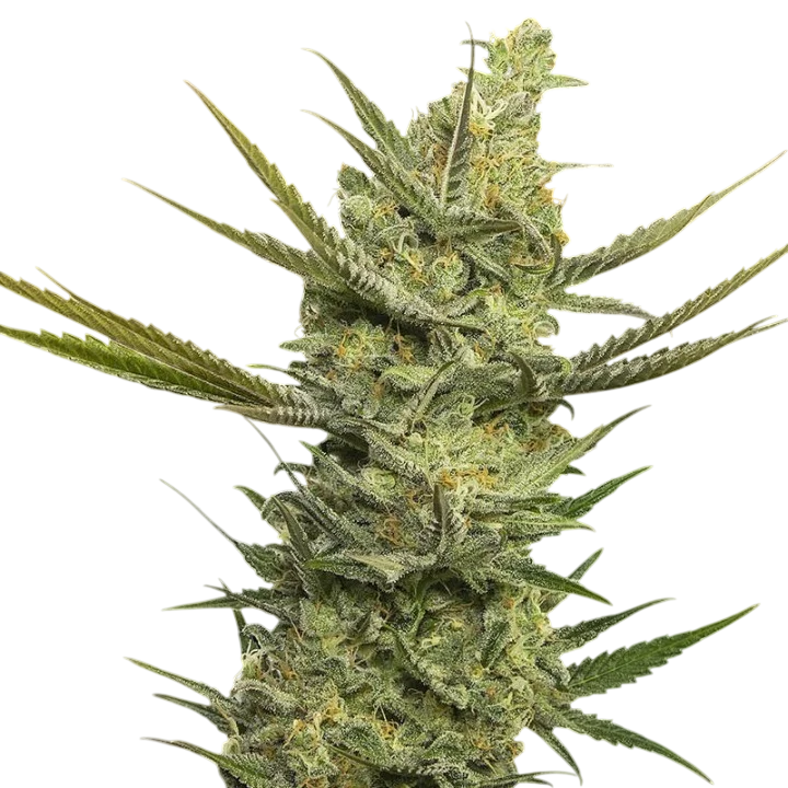 Gipsy Haze | PHOTOFEM | Eva Seeds
