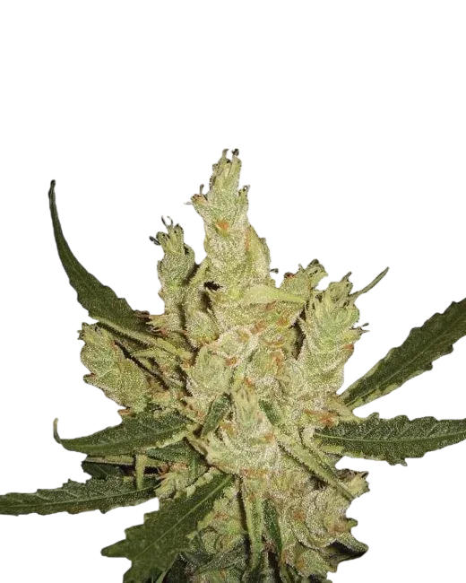 Amnesia | PHOTOREG | Nirvana Seeds