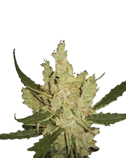 Amnesia