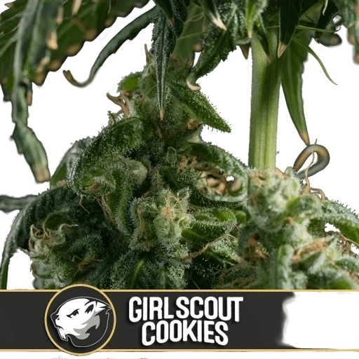 Girl Scout Cookies | PHOTOFEM | Blimburn Seeds